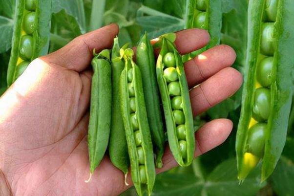 豌豆發芽了還可以吃嗎 豌豆是毛豆嗎