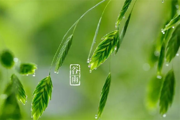 谷雨節氣會下雨嗎 谷雨節氣下雨好還是不下雨好