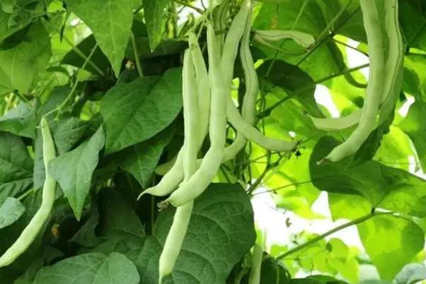 四季豆是什么季節的菜 四季豆要放冰箱嗎