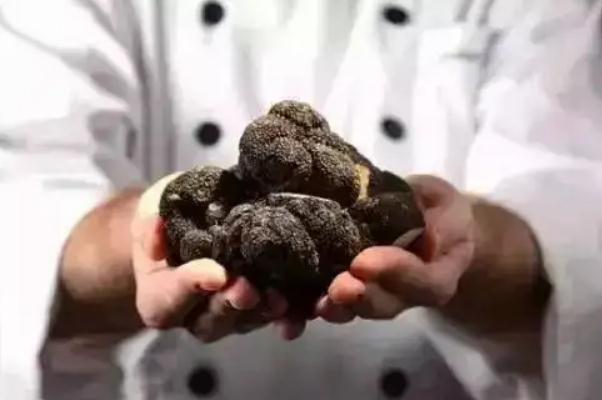 黑松露是發物嗎 黑松露的食用功效
