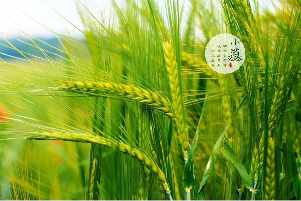 小滿節氣是幾月幾日 小滿節氣的含義是什么