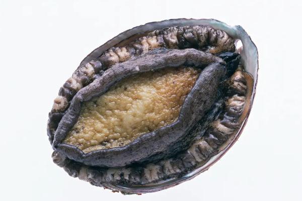 鮑魚的功效與作用及營養 鮑魚怎么處理干凈