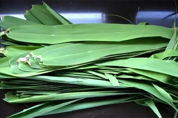 粽葉有點發霉還能用嗎 粽葉有霉味怎么處理