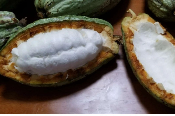可可果是咖啡豆嗎 可可果和咖啡豆的區別