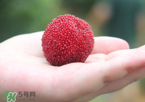 楊梅多少錢一斤 楊梅什么季節成熟上市