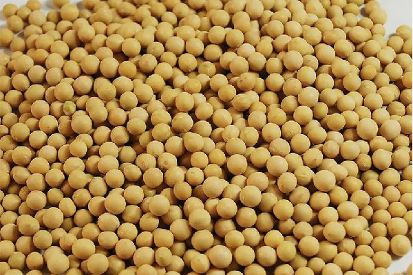 黃豆是毛豆變來的嗎 黃豆和大豆有什么區別