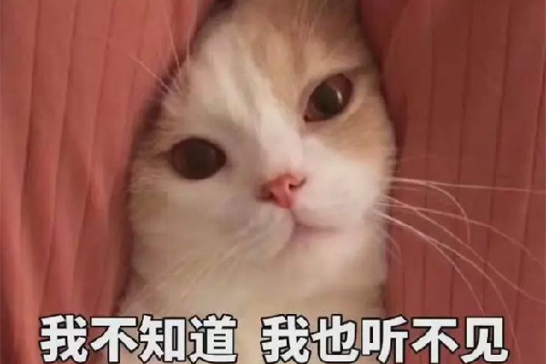 盧雷元年是什么梗 勿cue是什么意思網絡梗