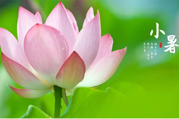 小暑節氣吃什么食物 小暑節氣吃什么藥膳
