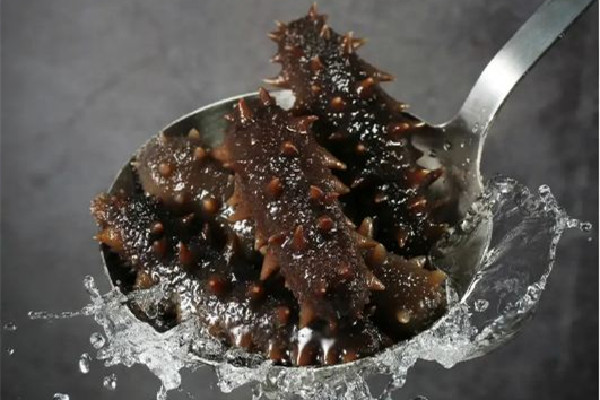 海參是哪里產的最好 海參的等級如何區別