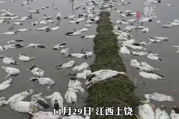 老人養的近4000只鴨子被投毒 鴨肉蛋白質含量高嗎