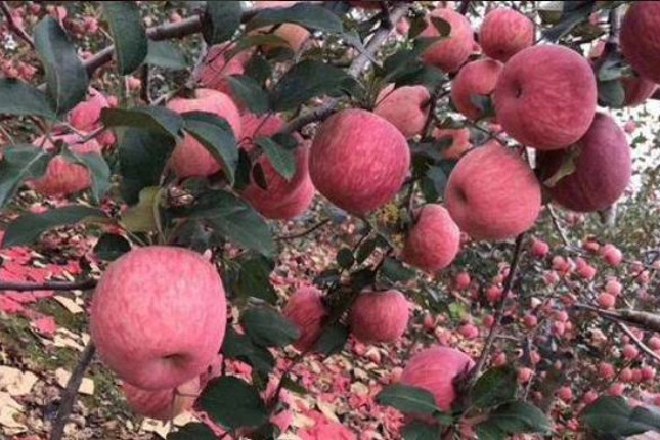 紅富士蘋果產地在哪里 紅富士蘋果特點