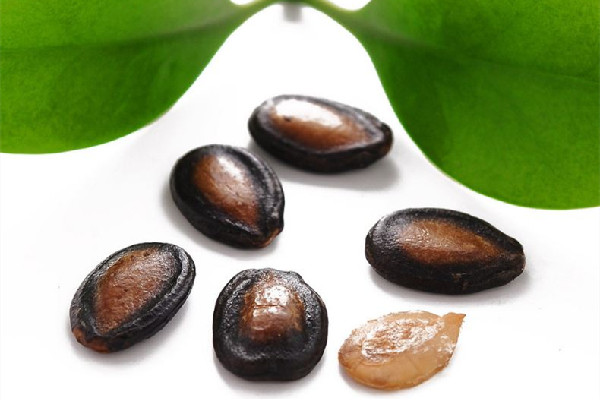 西瓜子熱量高嗎 西瓜子會發胖嗎