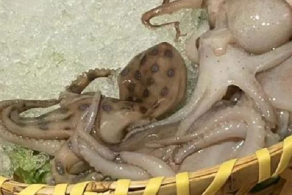 網(wǎng)友稱(chēng)吃火鍋遇劇毒藍(lán)環(huán)章魚(yú) 藍(lán)環(huán)章魚(yú)煮熟了還有毒嗎