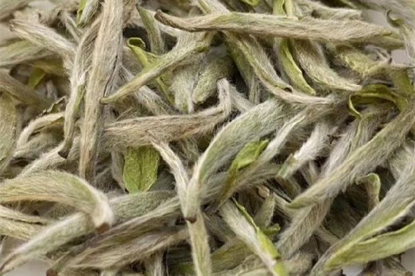 白毫銀針的功效和作用 白毫銀針適合什么季節飲用
