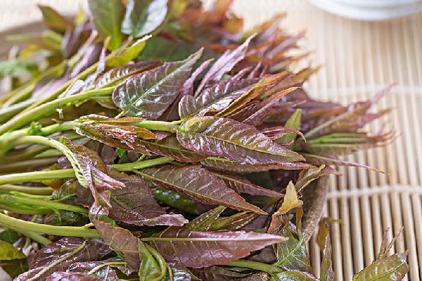 â€œæ˜¥èŠ½åˆºå®¢â€æ¯æ–¤138å…ƒ?ç¨®æ¤æˆ¶ç™¼è² é¦™æ¤¿èŠ½ç‚ºä»€ä¹ˆé‚£ä¹ˆè²´