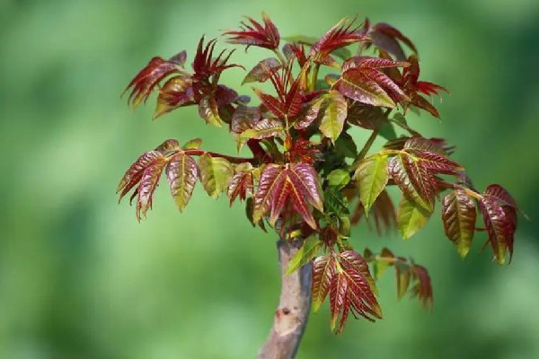 â€œæ˜¥èŠ½åˆºå®¢â€æ¯æ–¤138å…ƒ?ç¨®æ¤æˆ¶ç™¼è² é¦™æ¤¿èŠ½ç‚ºä»€ä¹ˆé‚£ä¹ˆè²´