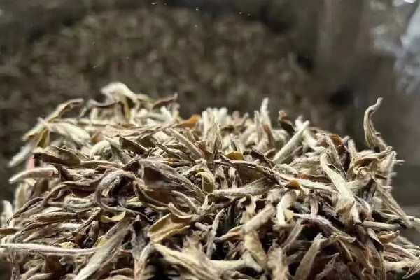 老白茶是發酵茶嗎 老白茶和普洱哪個好