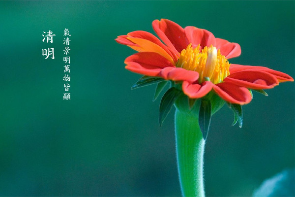 清明節插柳條是什么意思 清明節插青有什么講究