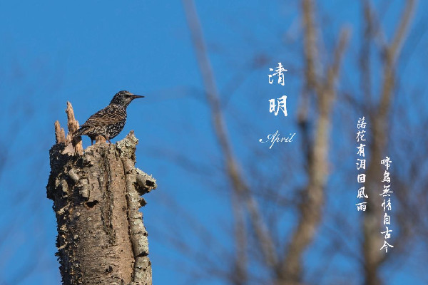 清明節插柳條是什么意思 清明節插青有什么講究
