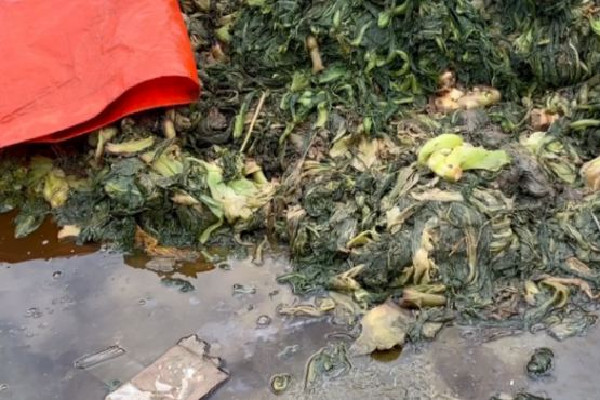 知名橄欖菜企業生產環境觸目驚心 橄欖菜的功效和作用