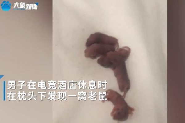 男子在電競酒店枕頭下發現一窩老鼠 酒店發現老鼠可以要求索賠嗎