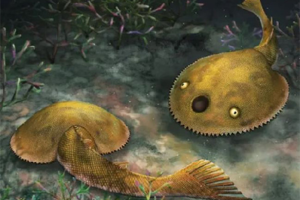 廣西發現九尾狐甲魚化石 化石是石頭嗎