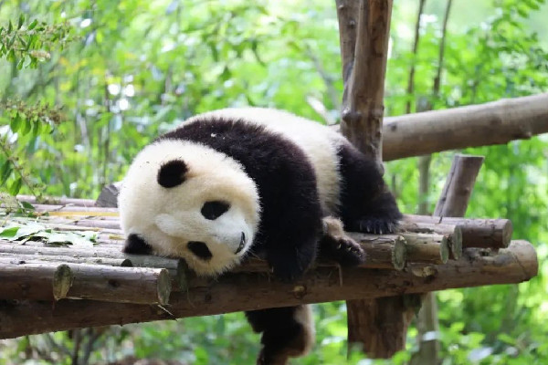 飼養(yǎng)員用竹竿打熊貓暖暖園方回應(yīng) 熊貓是國家?guī)准壉Ｗo動物