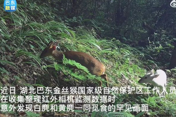 湖北巴東發現罕見瑞獸白麂 瑞獸的寓意和象征